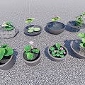 Garden Courtyard With Multiple Stone Pots Featuring Lotus Leaves And Flowers