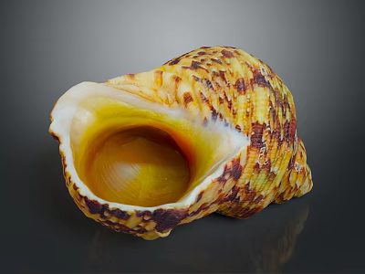 Colorful Sea Snail With Yellow Brown Textured Shell And Shiny Inner Chamber 3d model