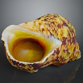 Colorful Sea Snail With Yellow Brown Textured Shell And Shiny Inner Chamber