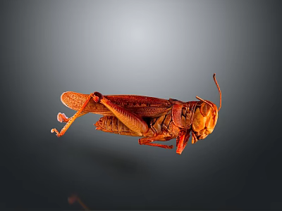 Brown Grasshopper In Natural Pose Isolated On Dark Background With Texture 3d model