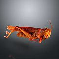 Brown Grasshopper In Natural Pose Isolated On Dark Background With Texture 3d model