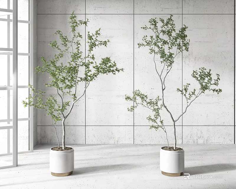 Two Bonsai Plants In White Pots Placed By Window With Gray Wall Background 3d model