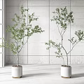Two Bonsai Plants In White Pots Placed By Window With Gray Wall Background 3d model