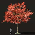 Tall Arbor Tree with Red Autumn Foliage Brown Trunk and Detailed Leaves Against Black Background