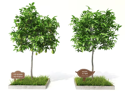 Two Fruit Bearing Arbor Trees With Green Leaves Fresh Fruits Grass Lawn And Name Signs 3d model