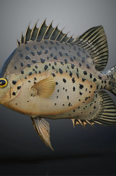 Light Colored Aquatic Fish Displaying Black Spots And Prominent Sharp Fins 3d model