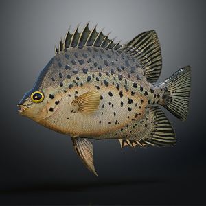 Modern fish butterfly fish food fish 3d model