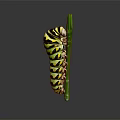 Green and black striped caterpillar crawling on a green leaf isolated on dark background