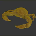 Orange Red Aquatic Crab With Shiny Claws And Segmented Legs On Gray Background