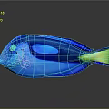 Vibrant Blue Tang Fish With Blue Body Yellow Tail And Reflection On Gray Background