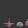 Colorful Decorative Plants With Unique Shapes In Pink Purple Blue Red And Green