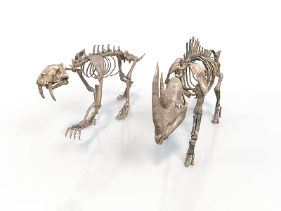 Two Prehistoric Animal Skeletons With Tusks And Horns On White Background 3d model