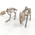Two Prehistoric Animal Skeletons With Tusks And Horns On White Background