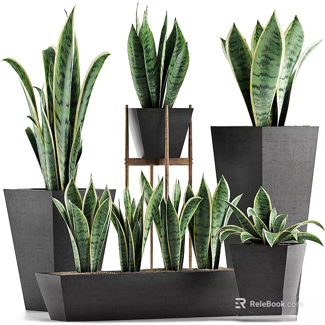 Sansevieria Plants In Various Sizes With Black Geometric Planters And Wooden Stand 3d model 