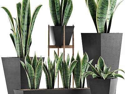 Sansevieria Plants In Various Sizes With Black Geometric Planters And Wooden Stand 3d model