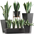 Sansevieria Plants In Various Sizes With Black Geometric Planters And Wooden Stand