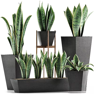 Sansevieria Plants In Various Sizes With Black Geometric Planters And Wooden Stand 3d model