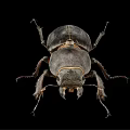 Macro View of Dark Beetle with Hard Exoskeleton and Leg Structure on Black Background