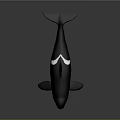 Orca Whale With Black And White Coloration Open Mouth And Dorsal Fin On Smooth Surface