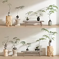 Indoor Decorative Bonsai Potted Plants with Ceramic Pots on Wooden Stands and Stone Bases