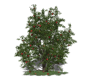 Modern Apple Tree Landscape Tree Courtyard Trees Apple Tree 3d model