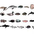 Collection of Diverse Aquatic Animals Featuring Turtles Seals Dolphins Sharks and Fish