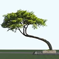 Arbor With Curved Trunk And Lush Green Leaves On Stone Base Platform