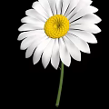 Stunning White Daisy Plant In Full Bloom With Yellow Center And Green Stem