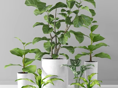 Indoor Potted Plants With Lush Green Leaves In White Ceramic Pots For Decor 3d model