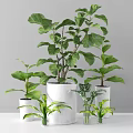Indoor Potted Plants With Lush Green Leaves In White Ceramic Pots For Decor