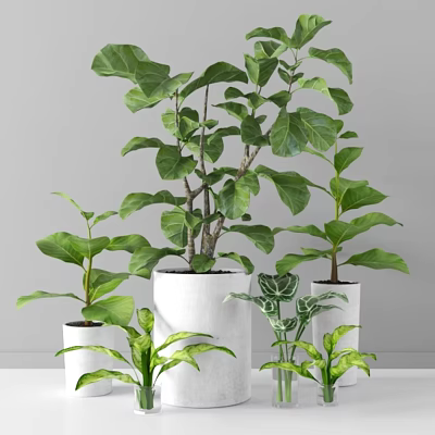 Indoor Potted Plants With Lush Green Leaves In White Ceramic Pots For Decor 3d model