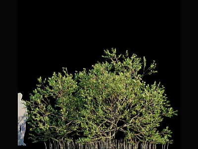 Arbor Featuring Lush Green Foliage and Sturdy Trunk in Natural Habitat 3d model