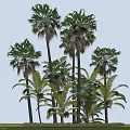 Tall Palm Trees With Lush Green Fronds Standing On Grass Base Outdoor Scene