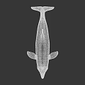 Detailed Realistic 3D Dolphin Model With Silver Gray Body Leaping Pose 3d model