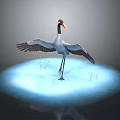 Red Crown Black Neck Crane with Outstretched Wings Standing on Blue Platform with Surrounding Grass