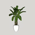 Potted Plant With Large Green Leaves In White Round Pot For Indoor Decor