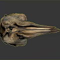 Parrot Skull Hawk Skull Bird Skull Bird Fossil Life Supplies 3d model