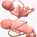 Human Fetus Development Stages Displayed in 3D Renderings With Different Positions 3d model
