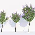Three Decorative Arbor Trees With Purple Flowers Green Leaves And Shadows On White Background