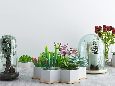 Indoor Bonsai Potted Plants with Glass Cloche Succulents and White Ceramic Pots 3d model