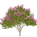Beautiful Flowering Arbor With Pink Flowers And Green Leaves Against Blue Sky