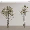 Flowering Branches in Rope Wrapped Vases Against Light Colored Wall and Wooden Floor