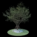 Lush Green Arbor Growing On Circular Lawn With White Gravel And Trunk Support