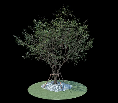 Lush Green Arbor Growing On Circular Lawn With White Gravel And Trunk Support 3d model