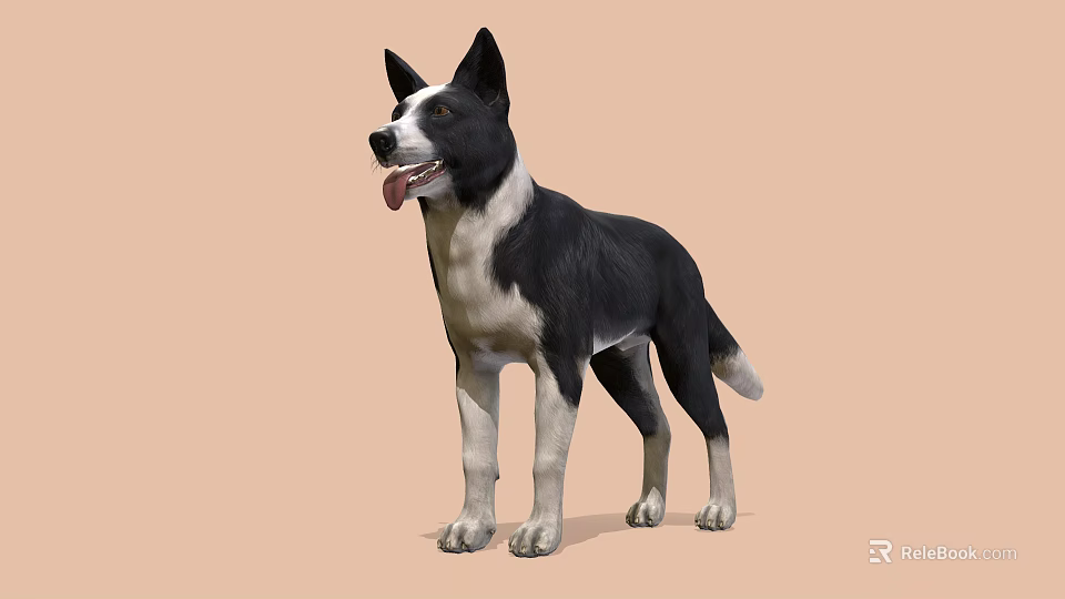 Black and white dog standing with tongue out on light brown background 3d model 