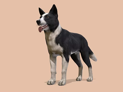 Black and white dog standing with tongue out on light brown background 3d model