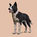 Black and white dog standing with tongue out on light brown background