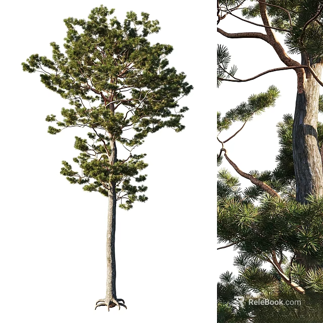 Pine Tree Themed Decorative Ornament Set With Lifelike Branches And Foliage Details 3d model 