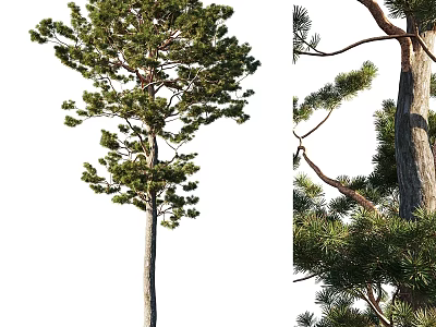 Pine Tree Themed Decorative Ornament Set With Lifelike Branches And Foliage Details 3d model
