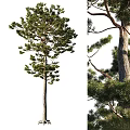 Pine Tree Themed Decorative Ornament Set With Lifelike Branches And Foliage Details